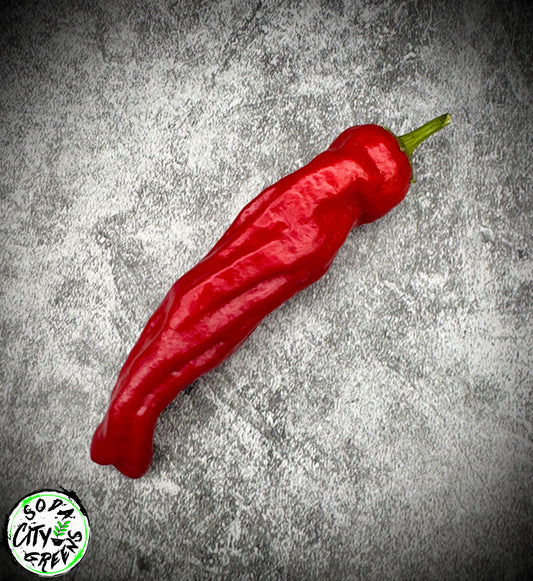 Shishito Twist Pepper Seeds