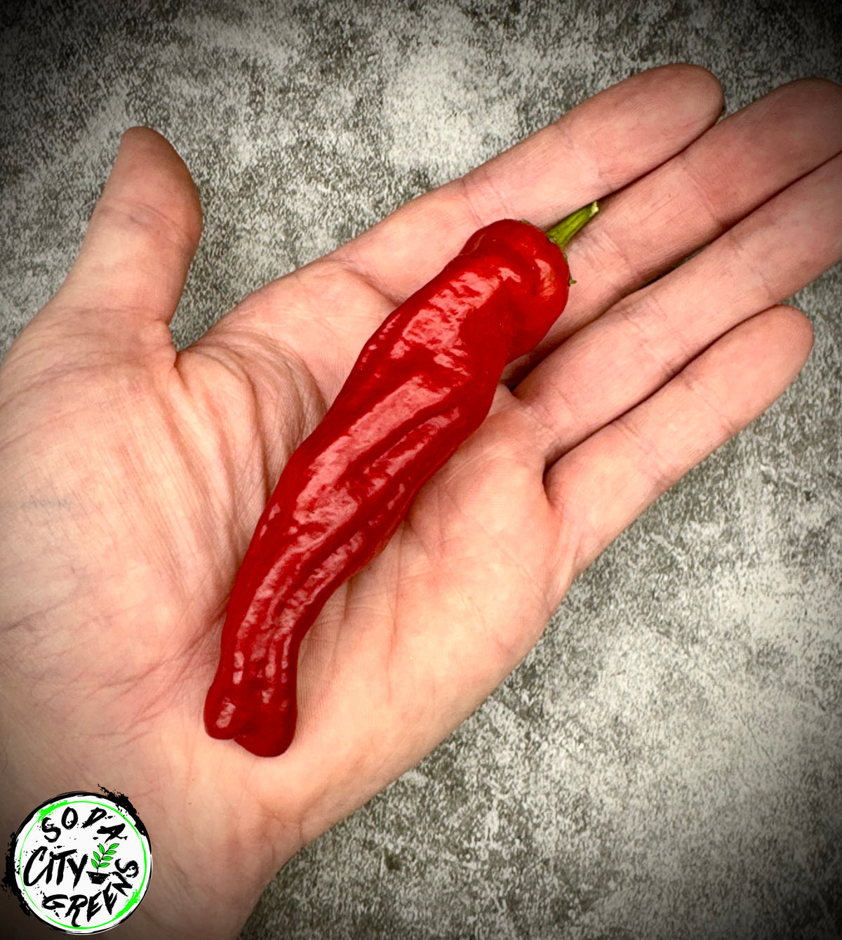 Shishito Twist Pepper Seeds