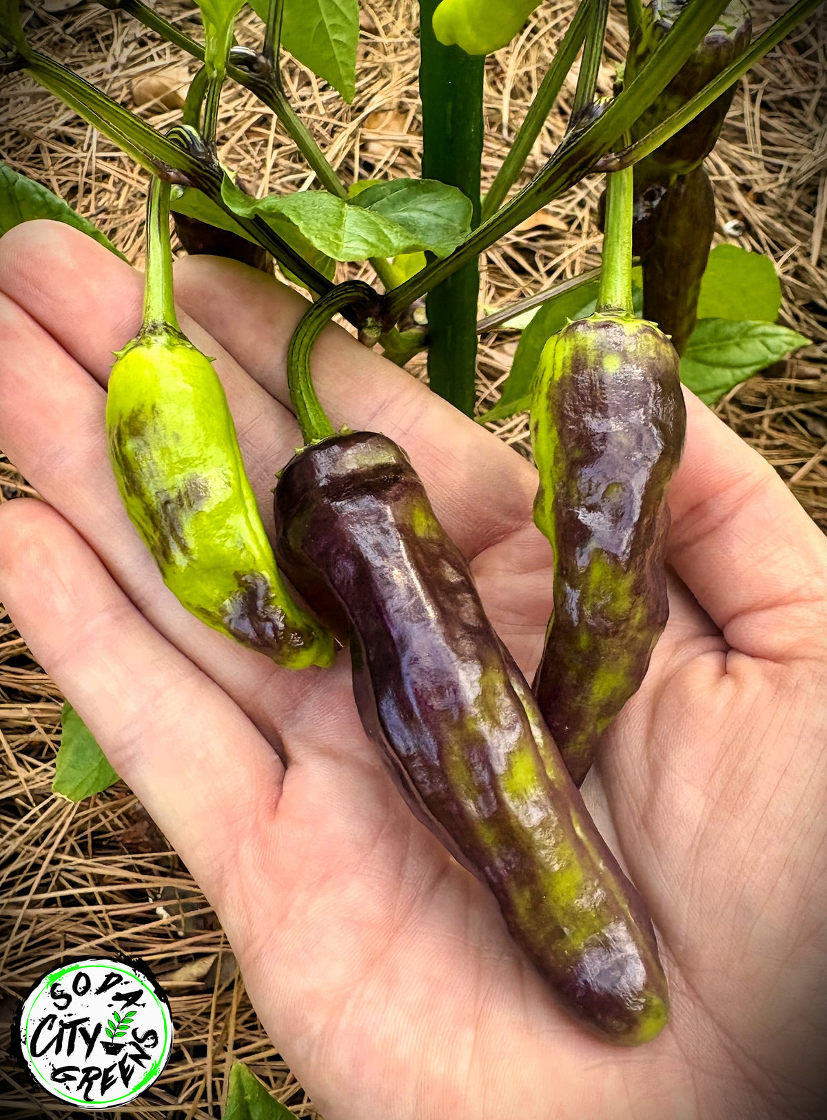 Shishito Twist Pepper Seeds