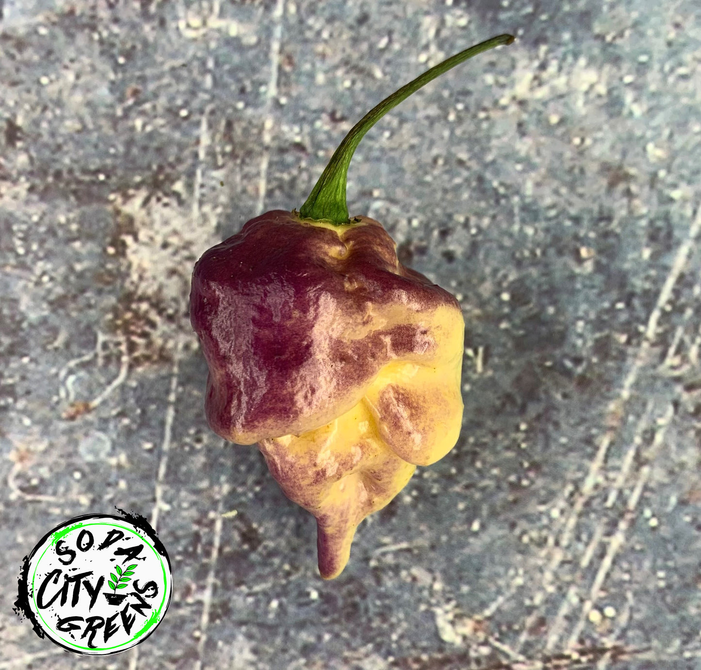 Purple Peach Reaper Pepper Seeds