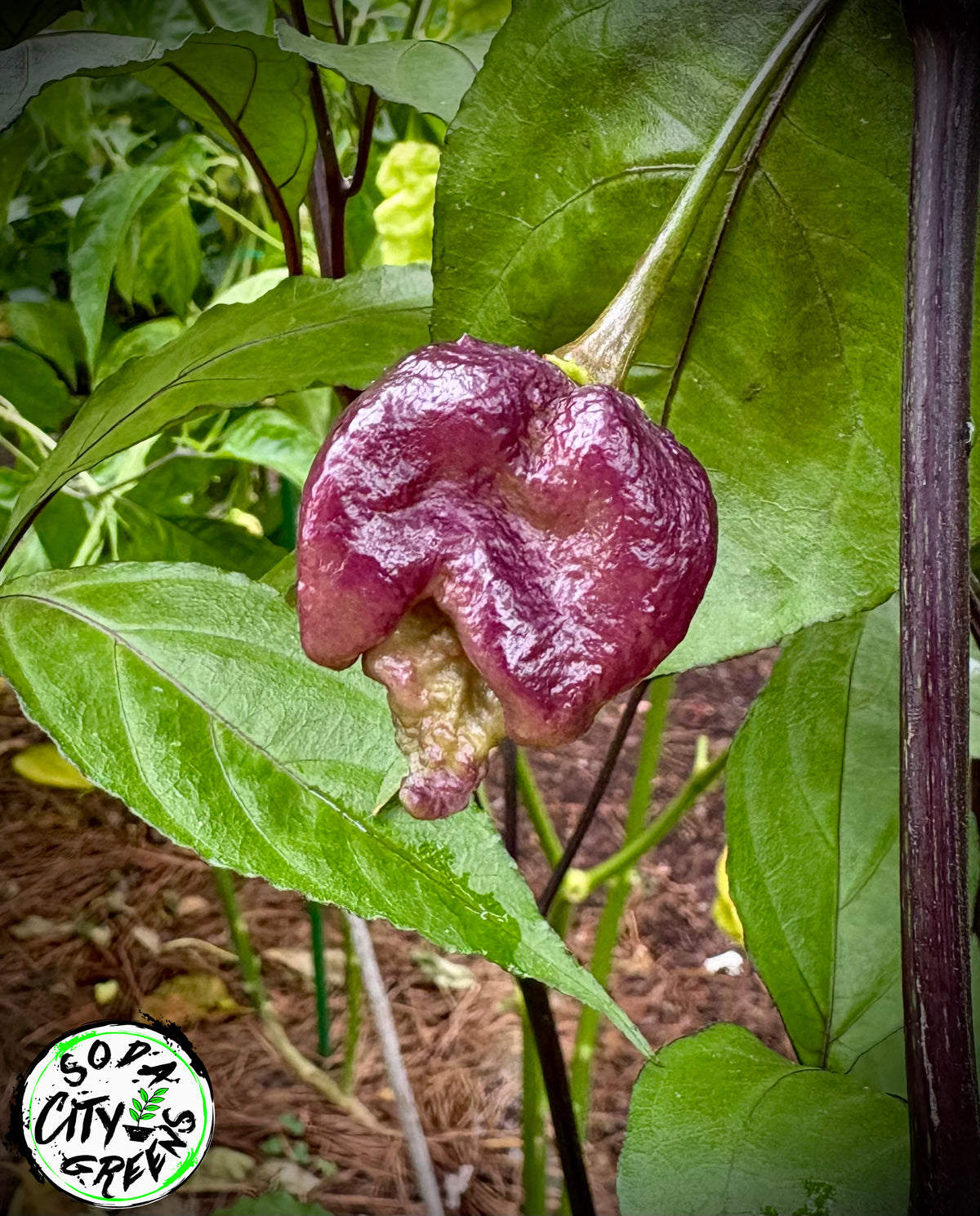 Snow White Moruga Scorpion Pepper Seeds