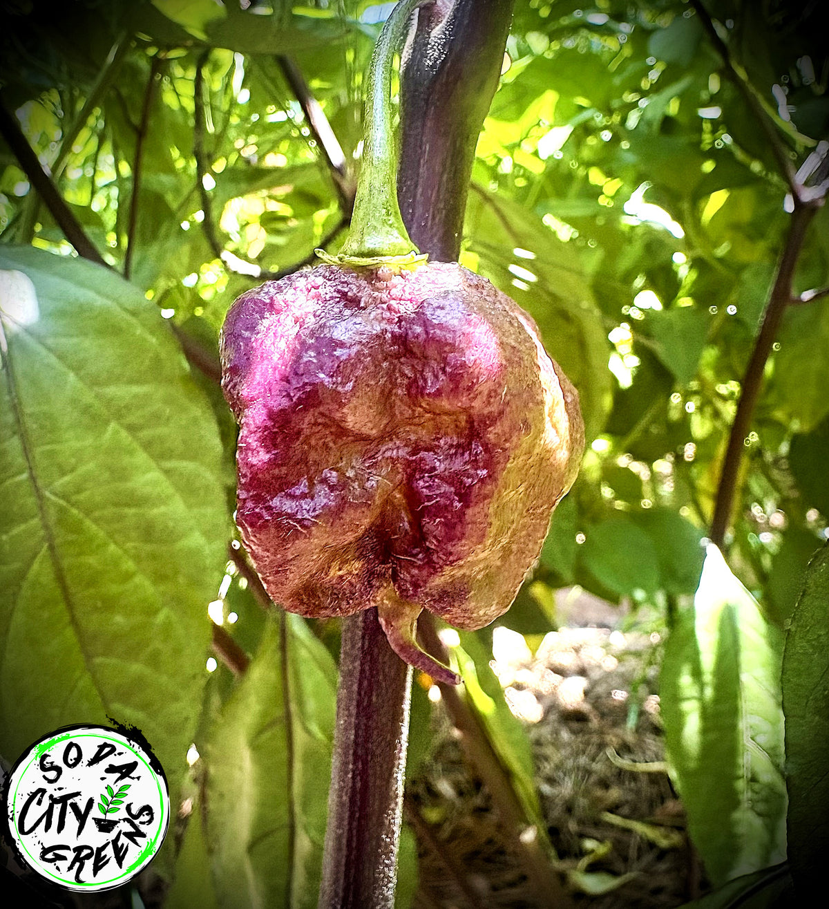 Snow White Moruga Scorpion Pepper Seeds