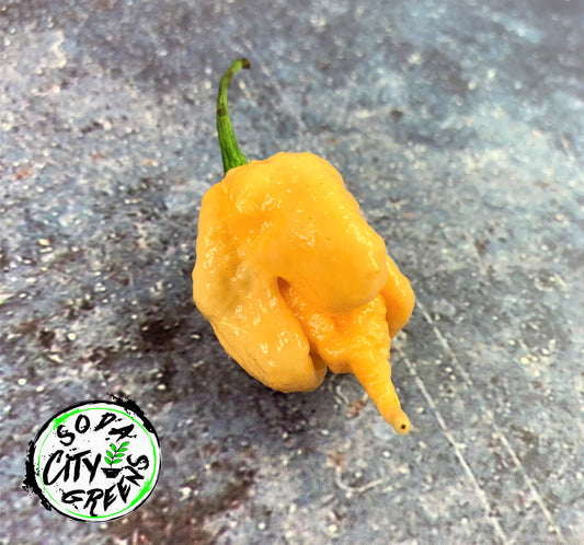 Star Scream Pepper Seeds