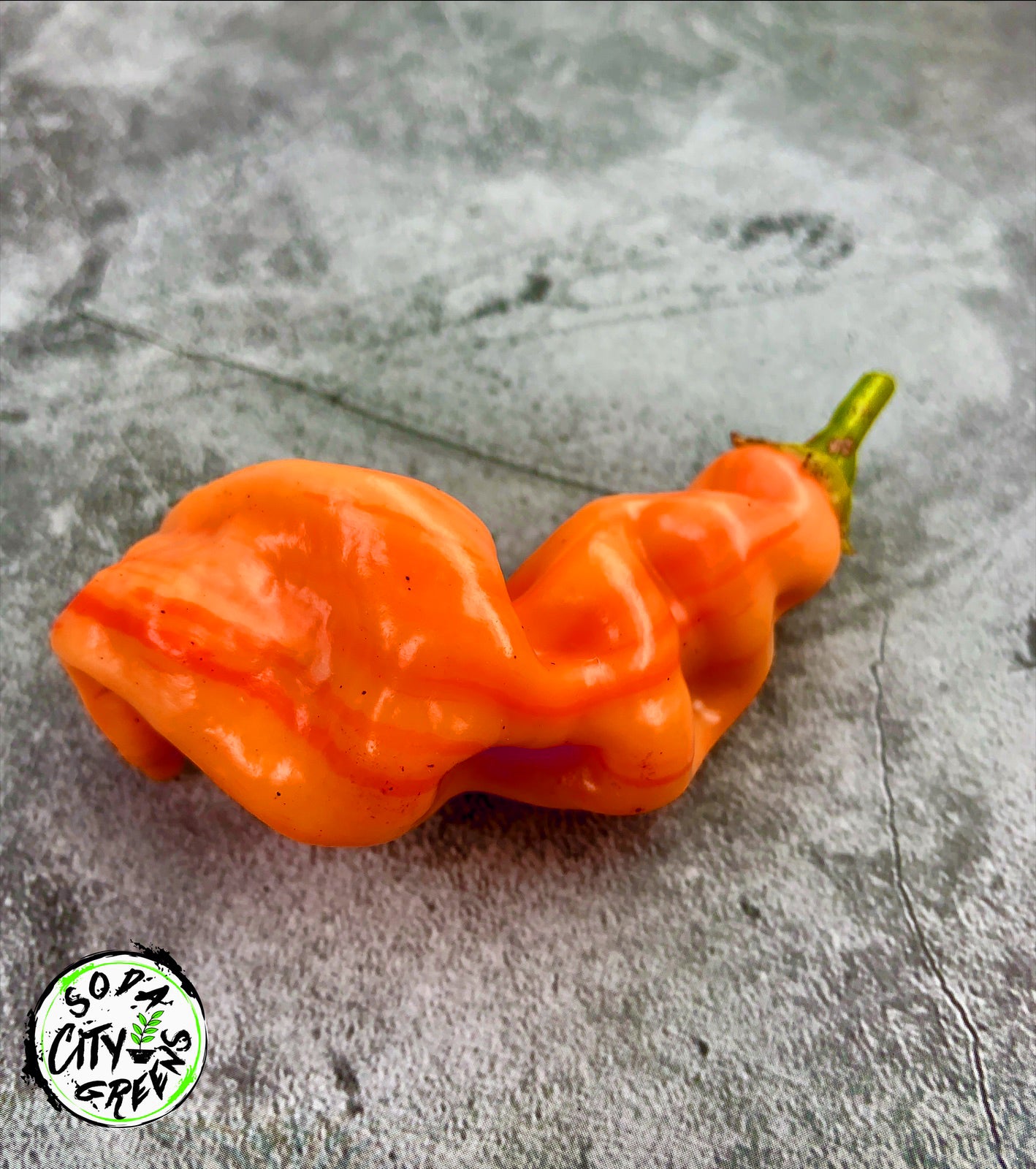 Sugar Rush Stripey Pepper Seeds