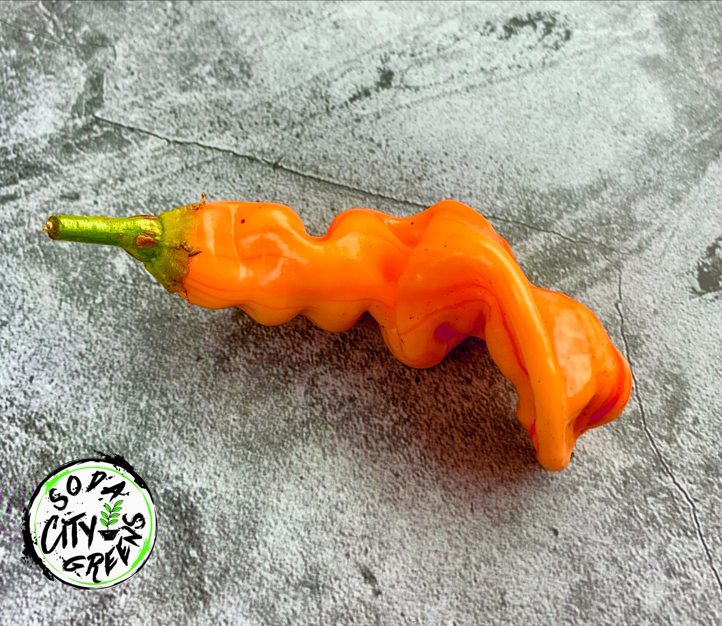 Sugar Rush Stripey Pepper Seeds