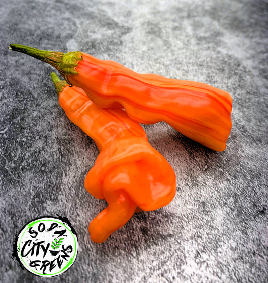 Sugar Rush Stripey Pepper Seeds