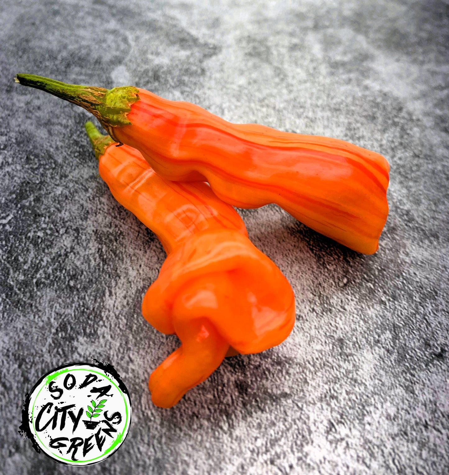 Sweet Heat Pepper Seed Variety Pack (You choose!)