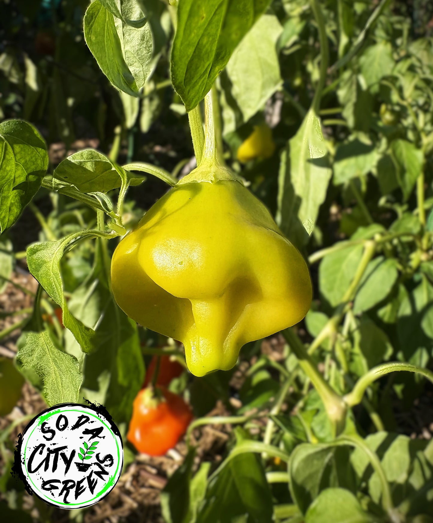 Tangerine Tiger Tropical Pepper Seeds