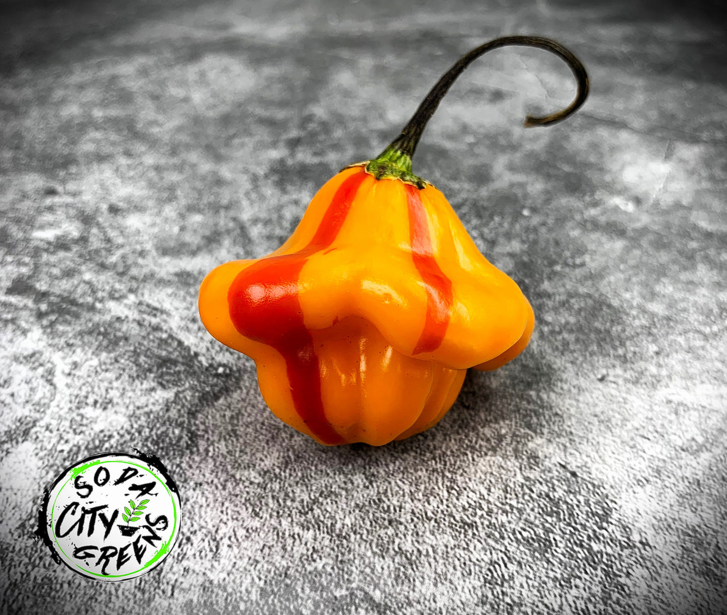 Tangerine Tiger Tropical Pepper Seeds