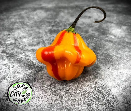 Tangerine Tiger Tropical Pepper Seeds