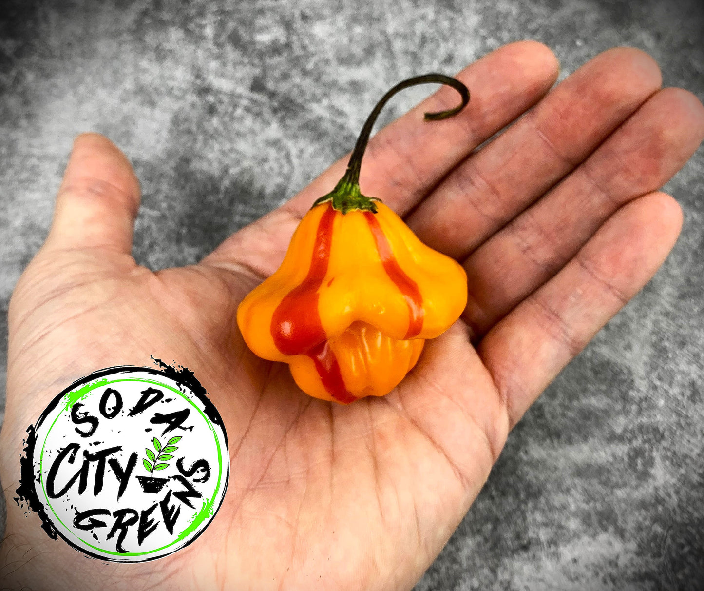 Tangerine Tiger Tropical Pepper Seeds