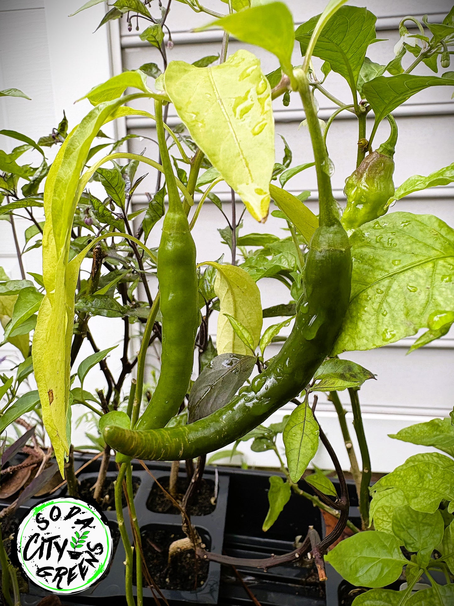 Big Thai Pepper Seeds