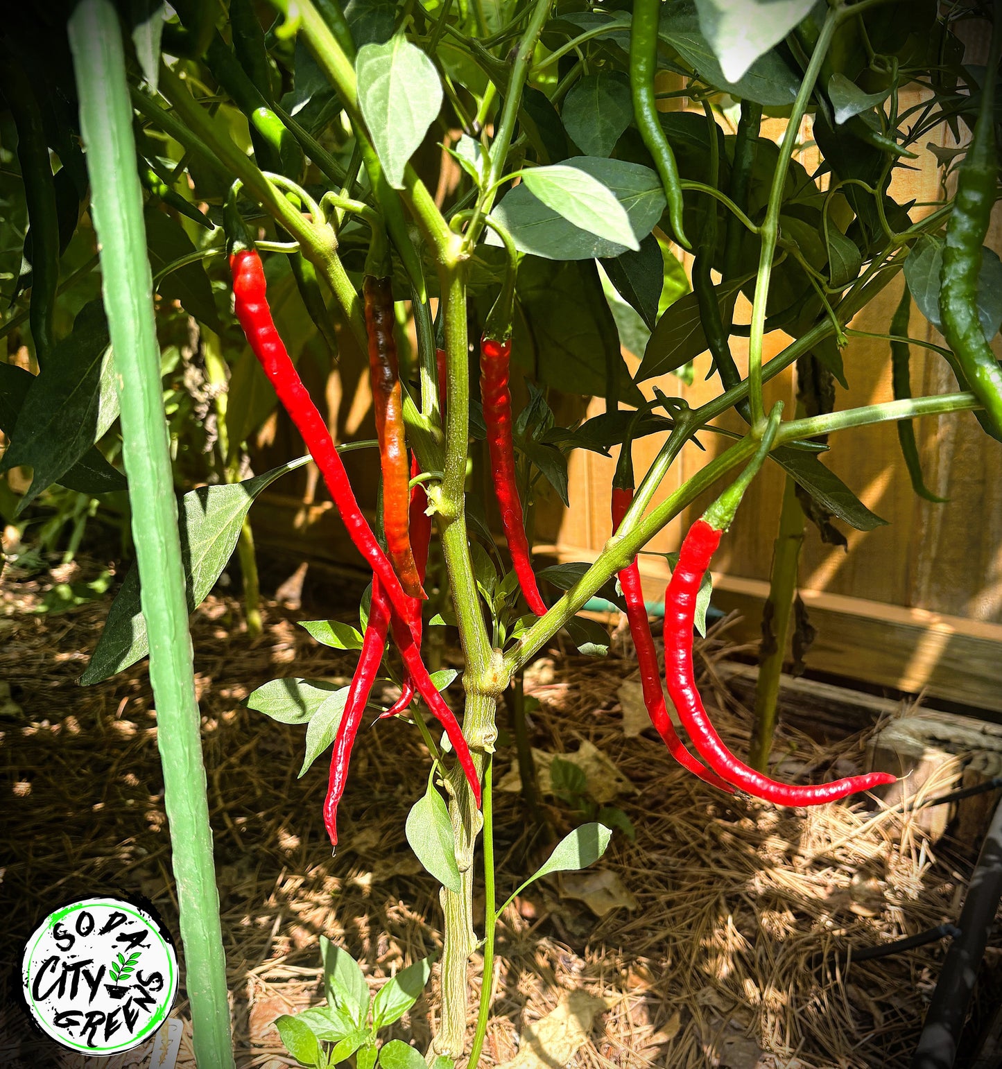 Dragon Cayenne Pepper Seeds