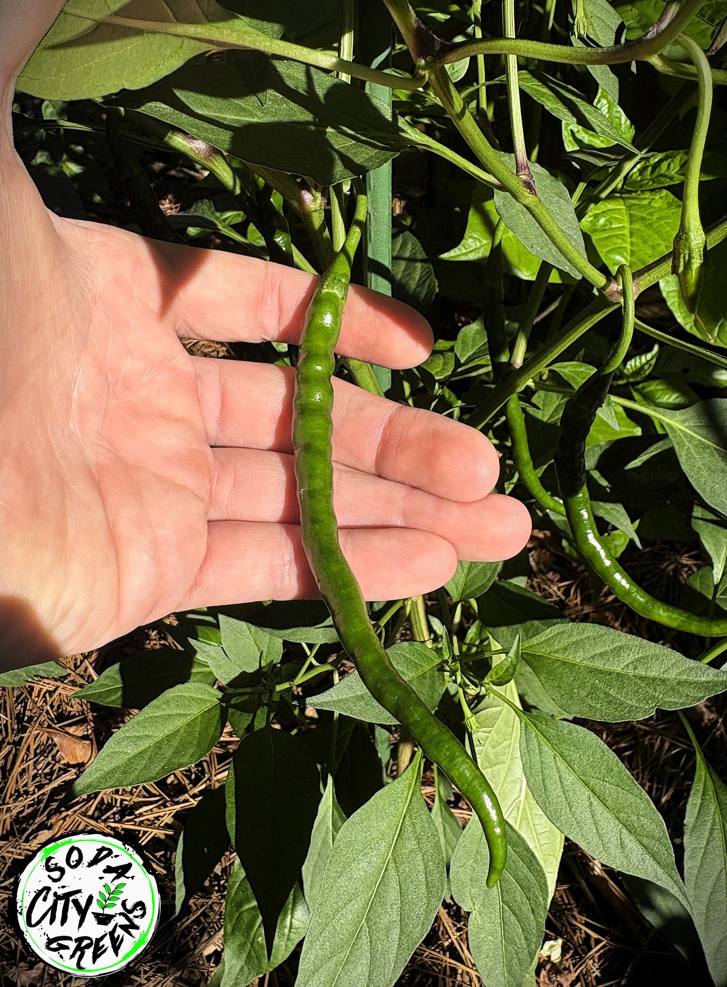 Dragon Cayenne Pepper Seeds