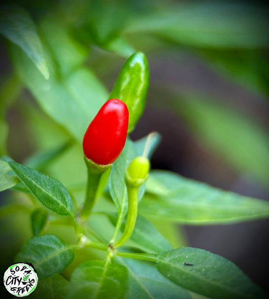 Dwarf Thai Pepper Seeds