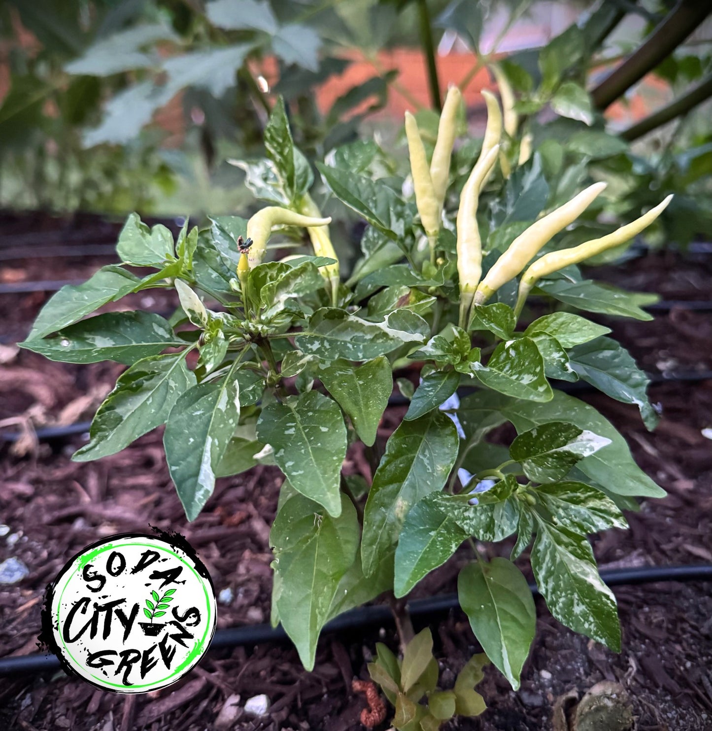 Variegated Pepper Seed Variety Pack (You choose!)