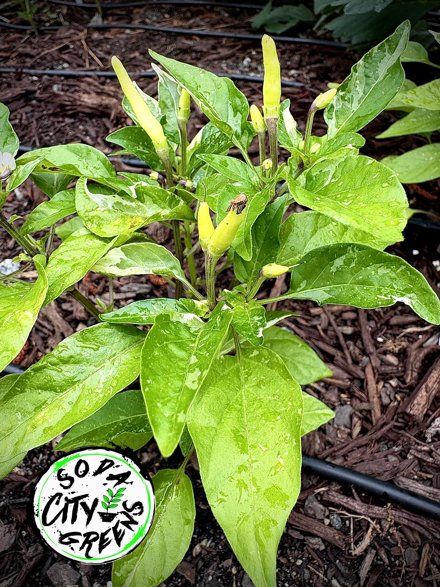 White Thai KS Variegated Pepper Seeds
