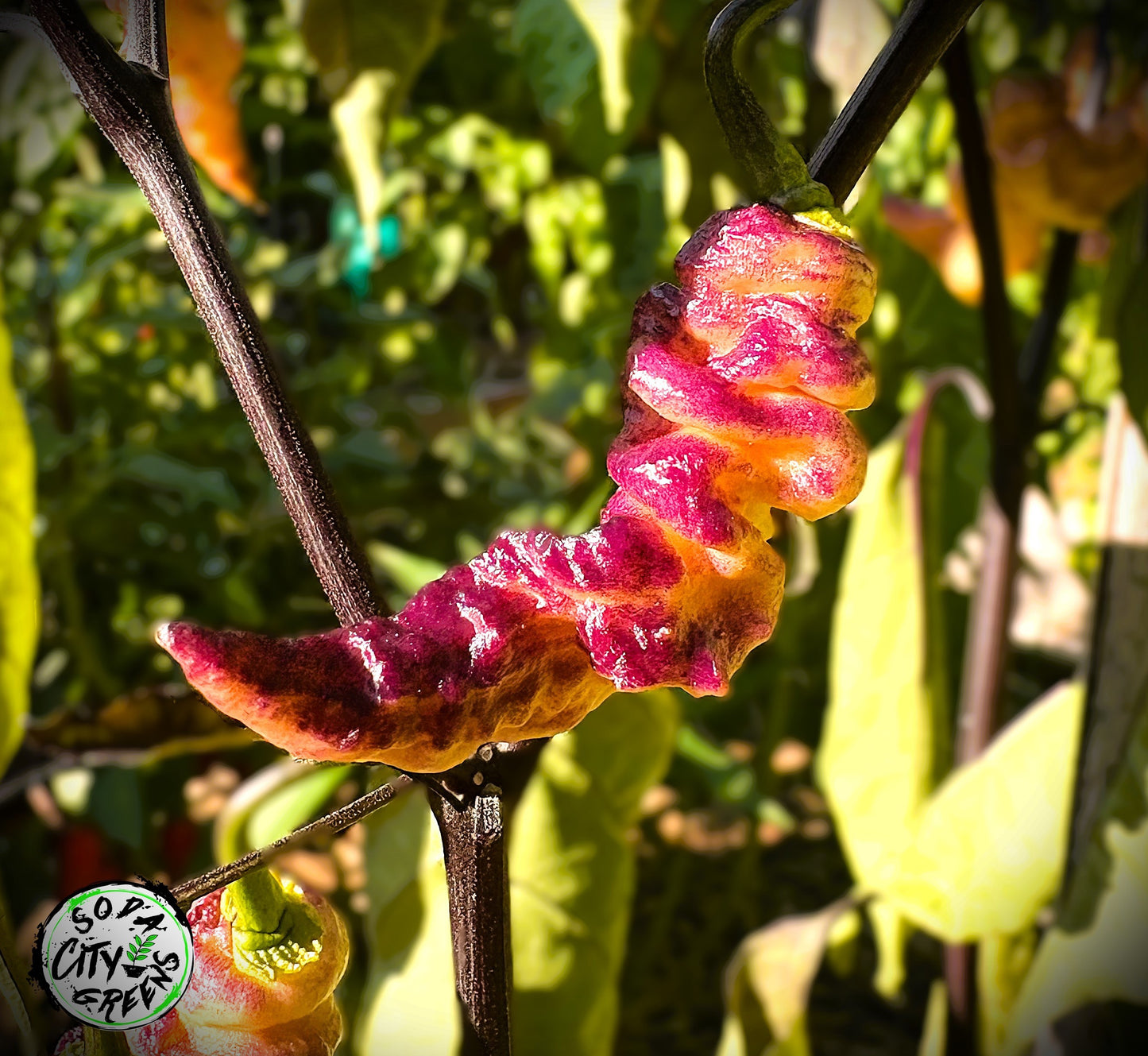 Thors Thunderbolt Pepper Seeds