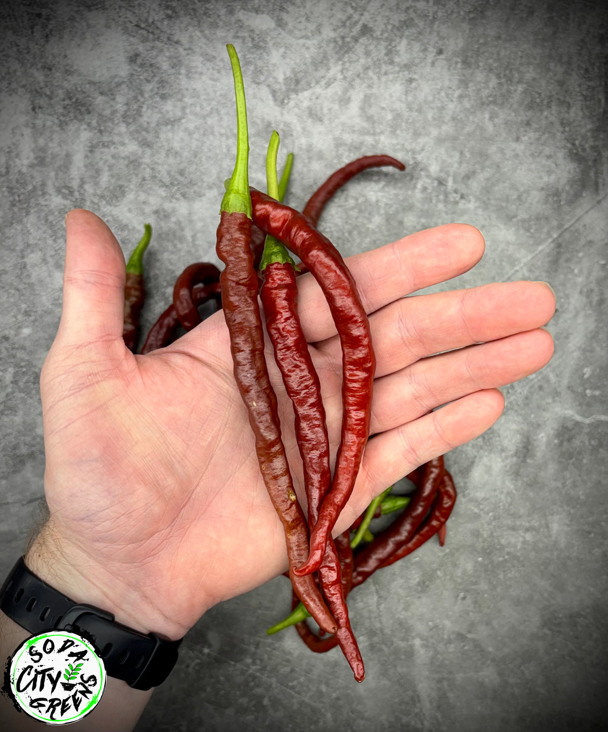 Chocolate Thunder Mountain Longhorn Pepper Seeds