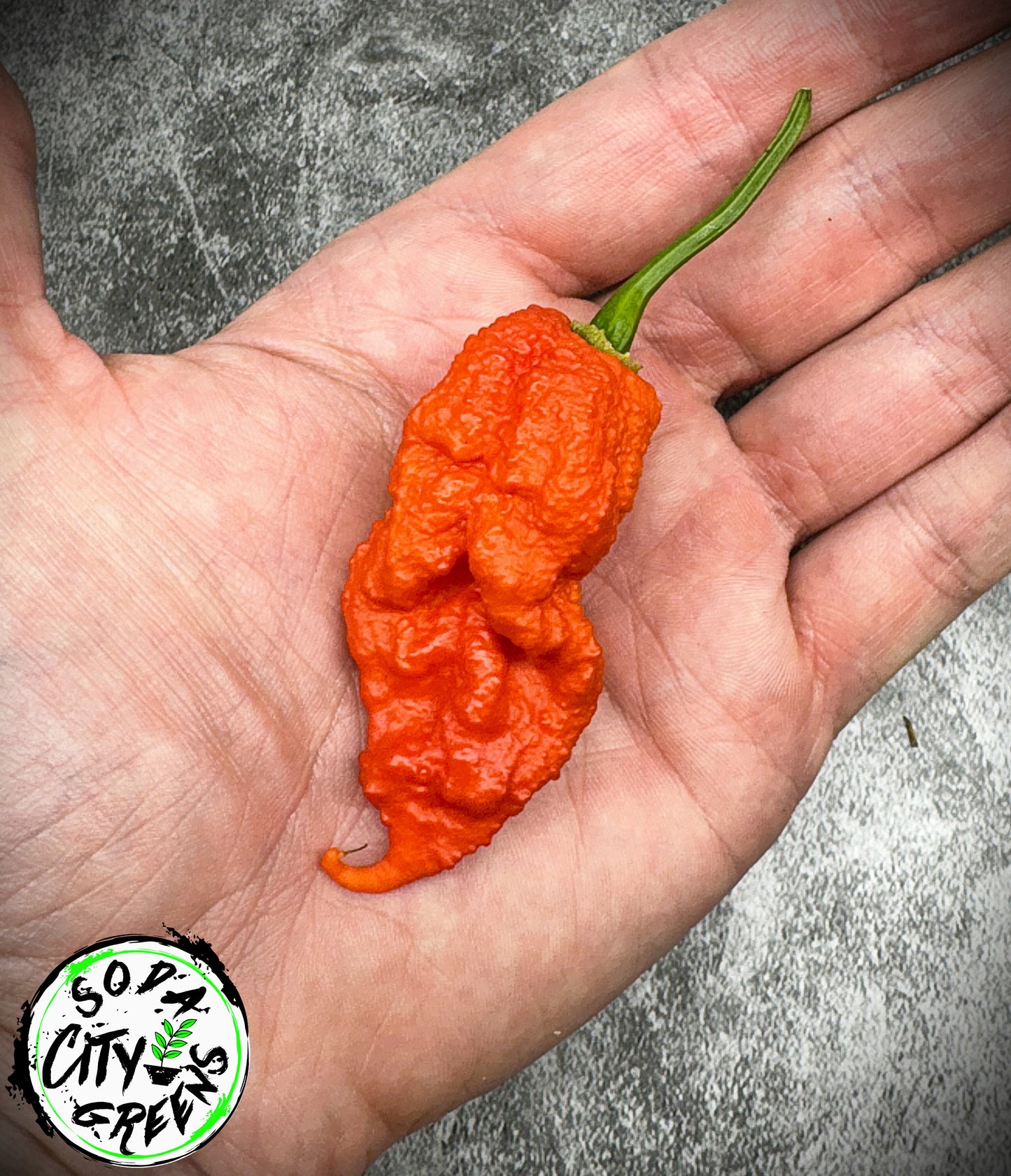 Red Pepper Seed Variety Pack (You choose!)