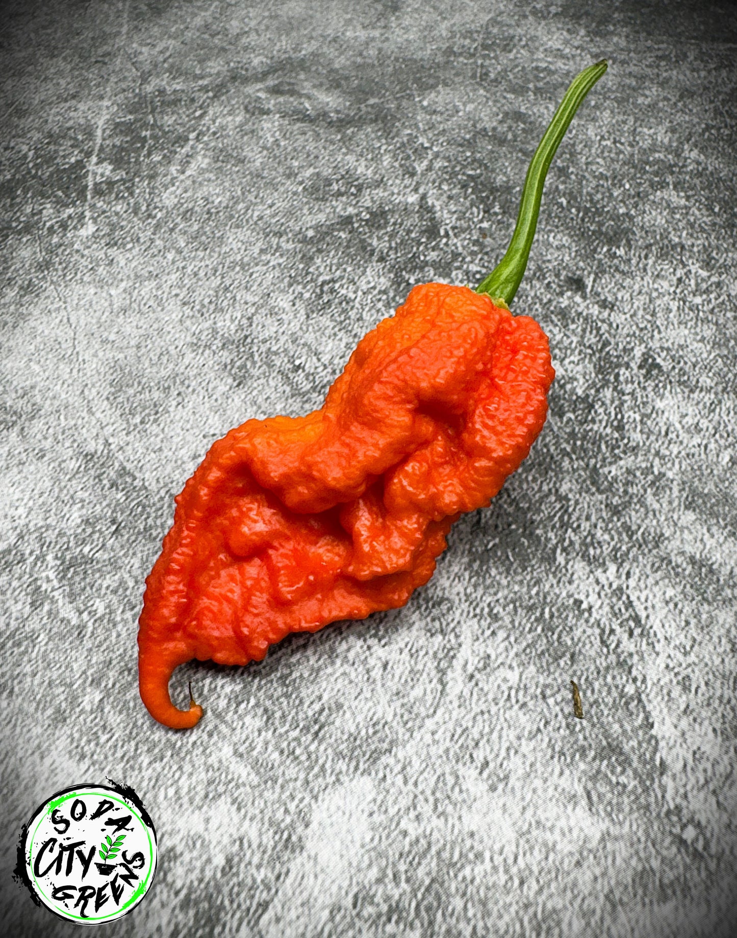 Red Tiberius Mauler Pepper Seeds