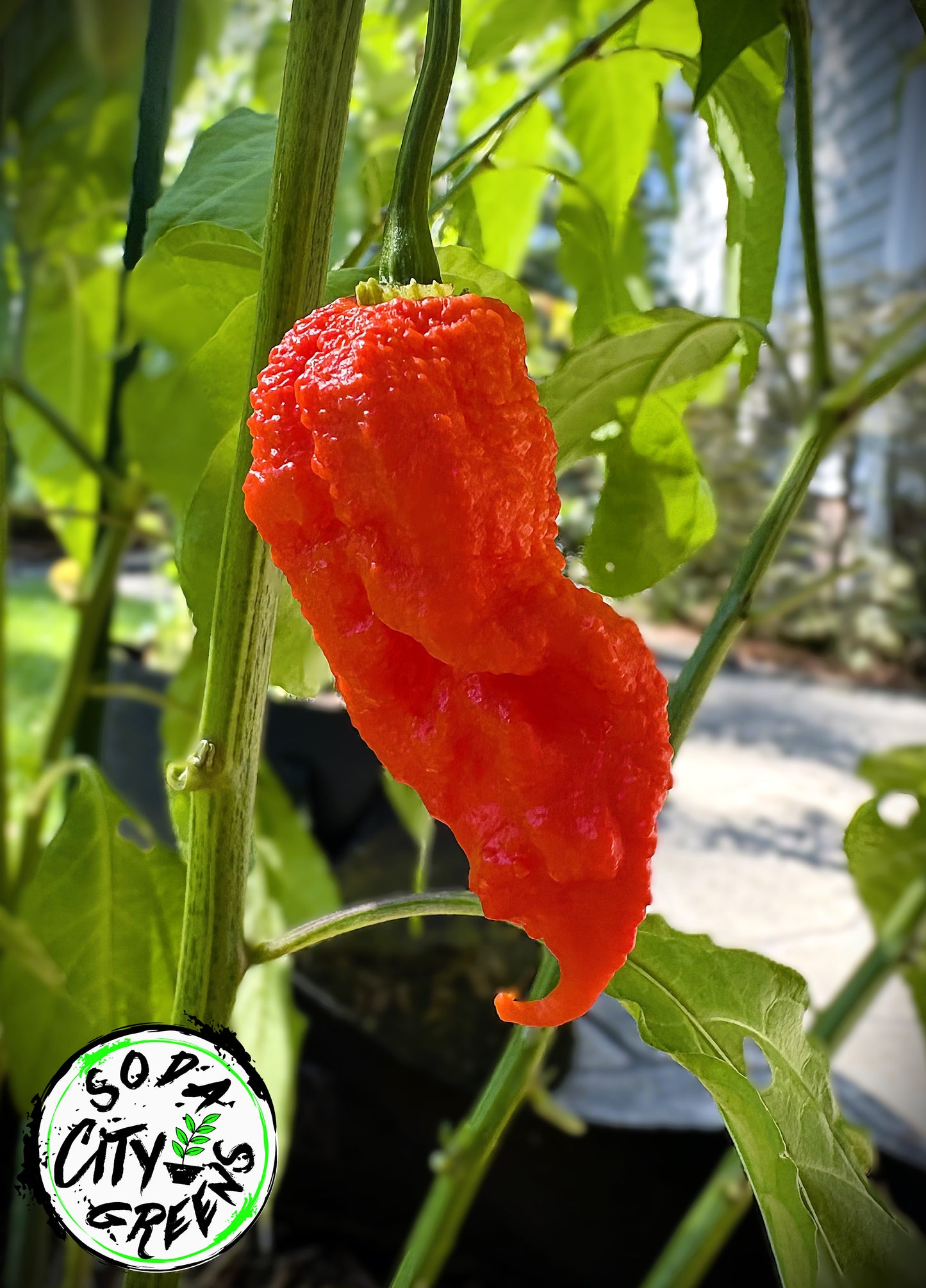 Red Pepper Seed Variety Pack (You choose!)