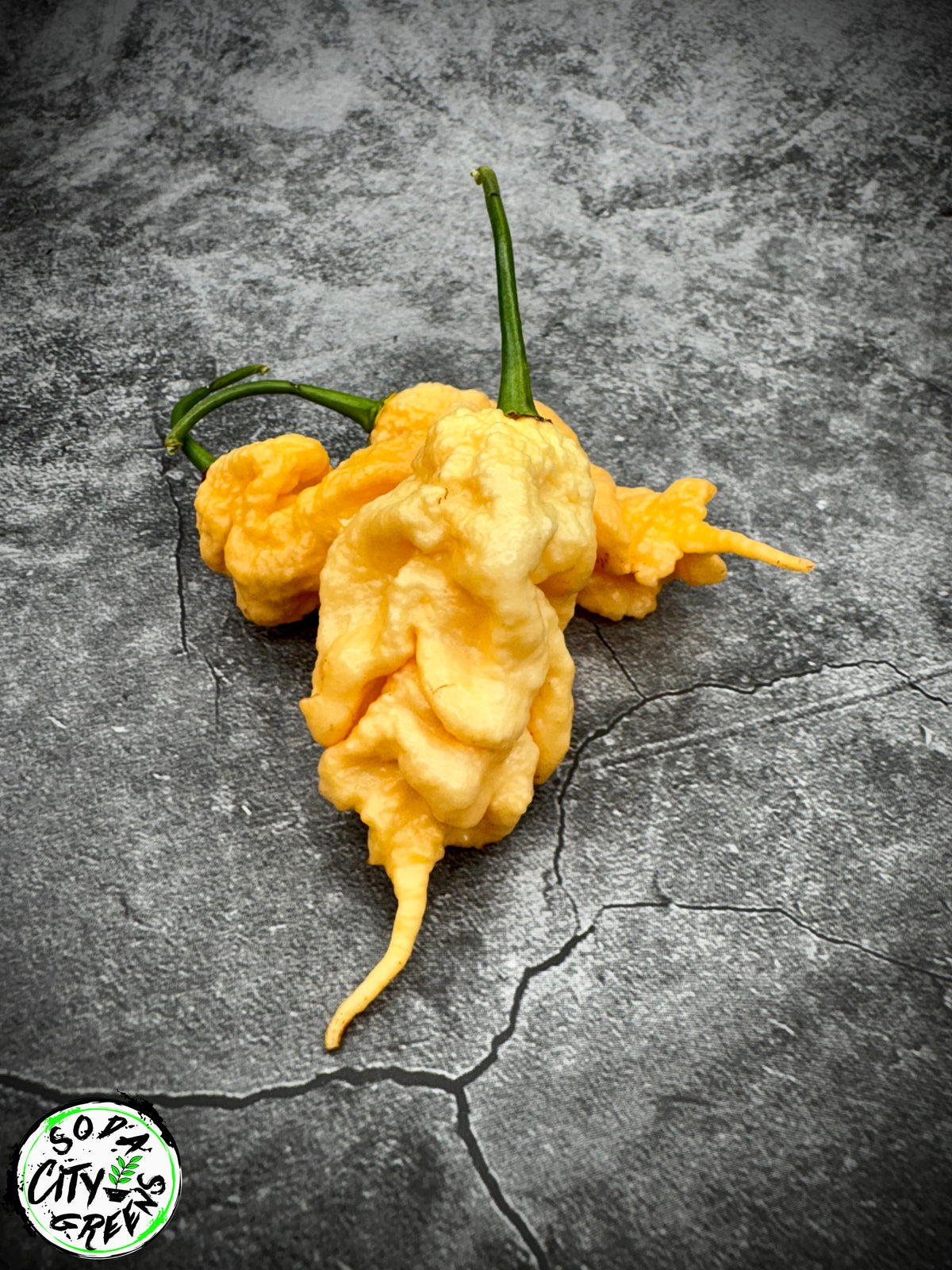 Peach Tiberius Mauler Pepper Seeds- Sinister Pepper Series