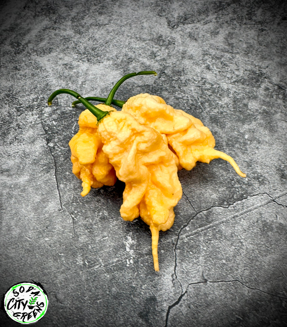 Peach Tiberius Mauler Pepper Seeds- Sinister Pepper Series
