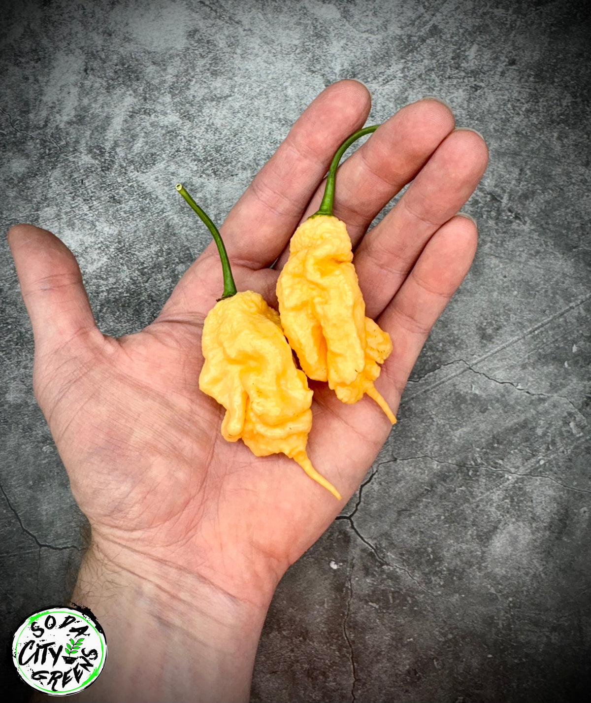 Peach Tiberius Mauler Pepper Seeds- Sinister Pepper Series