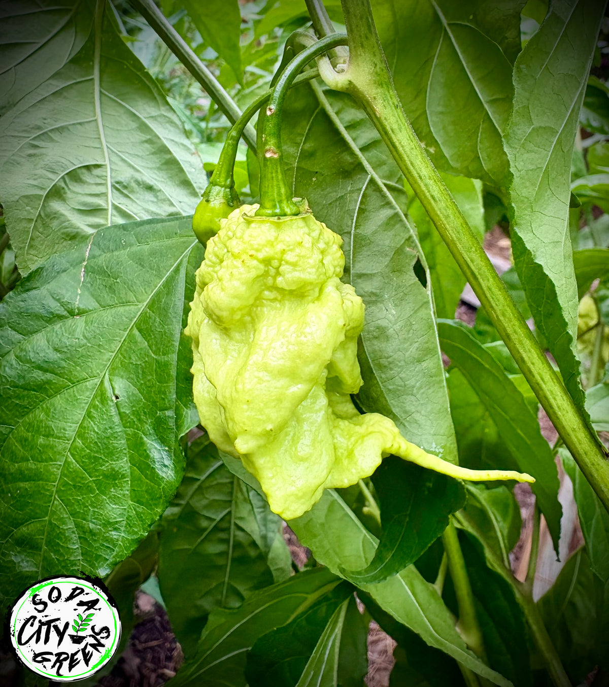 Peach Tiberius Mauler Pepper Seeds- Sinister Pepper Series
