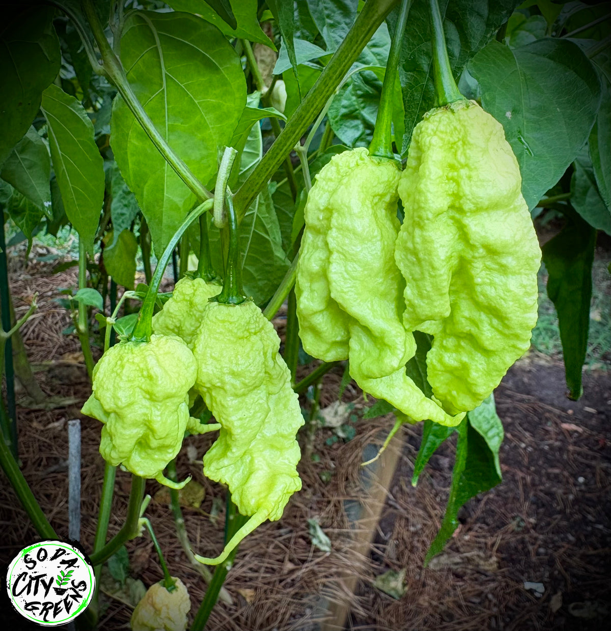 Peach Tiberius Mauler Pepper Seeds- Sinister Pepper Series