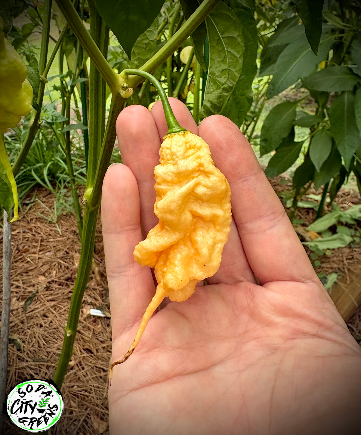 Peach Tiberius Mauler Pepper Seeds- Sinister Pepper Series