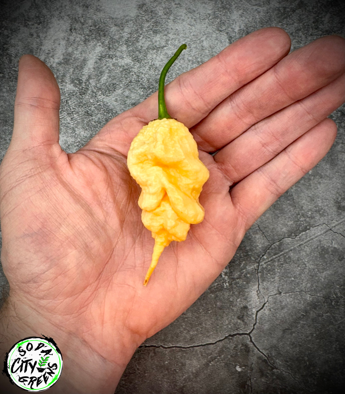 Peach Tiberius Mauler Pepper Seeds- Sinister Pepper Series