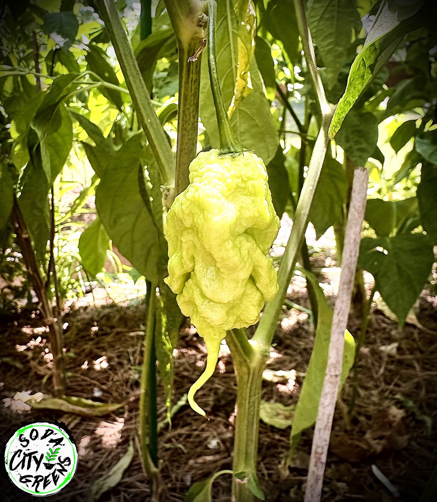 Red Tiberius Mauler Pepper Seeds