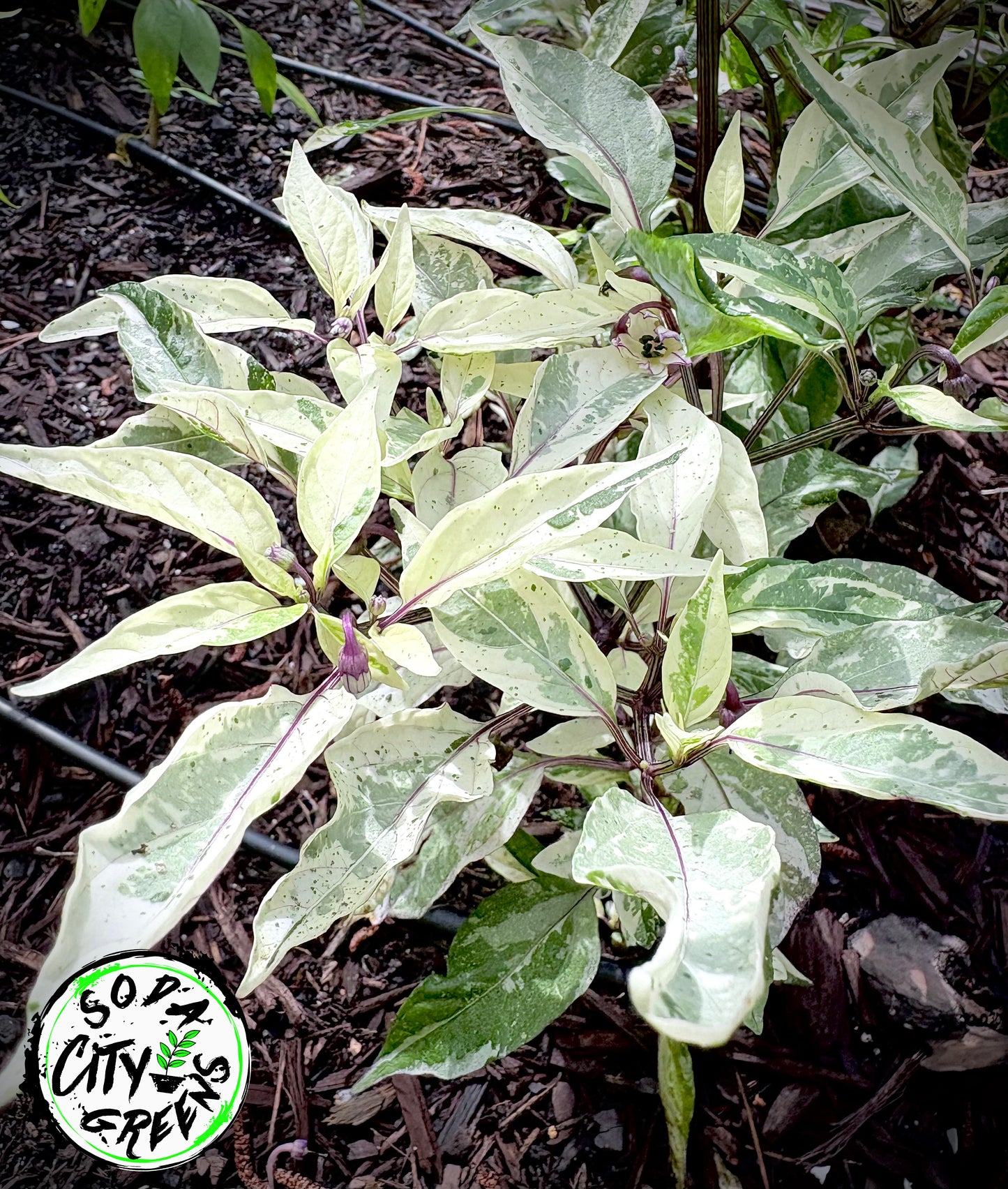 Mattapeno (Variegated Jalapeno) Pepper Live Plants