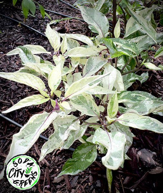 Intergalactic Red T-E Pepper Live Plants