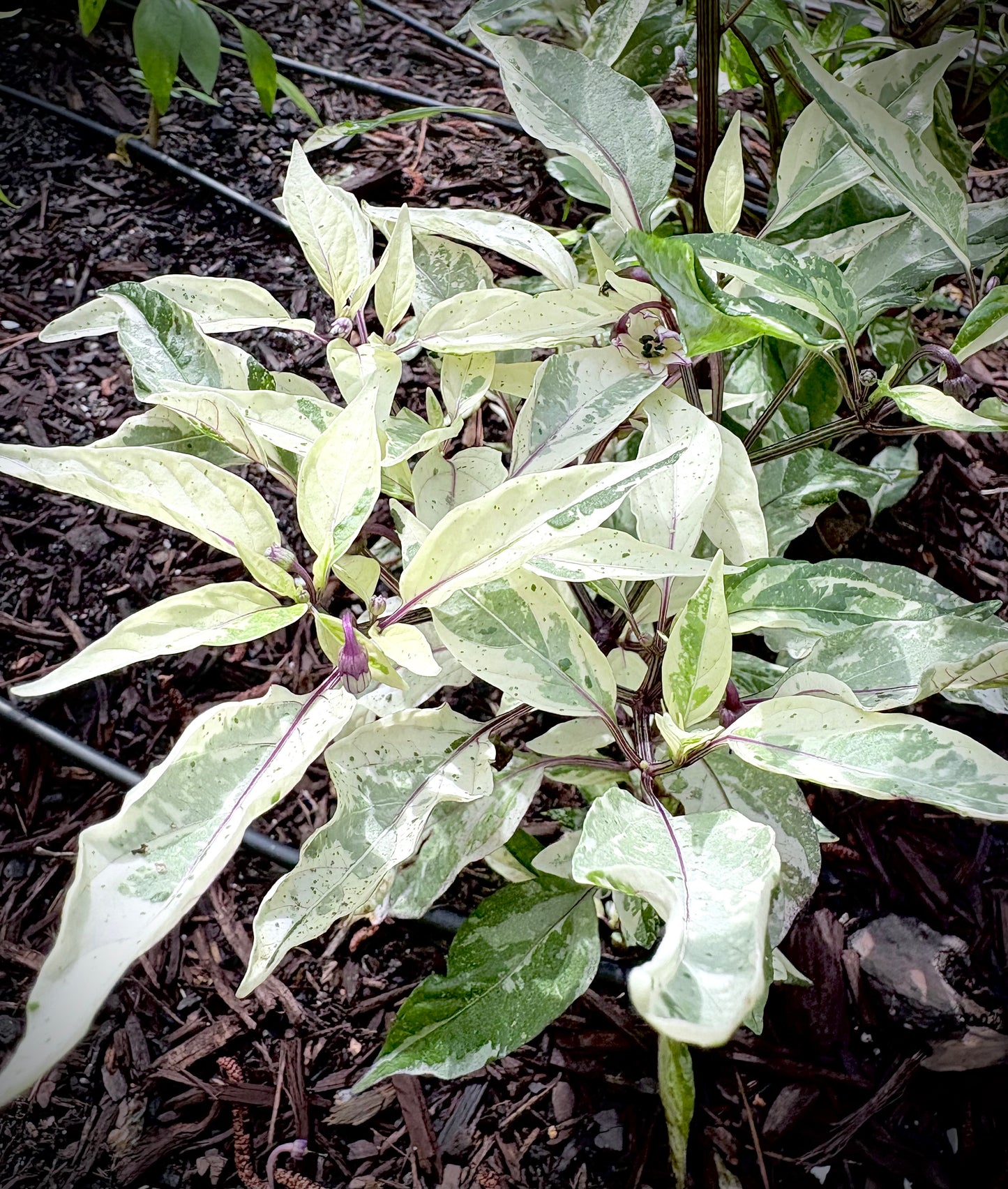 Variegated Pepper Seed Variety Pack (You choose!)