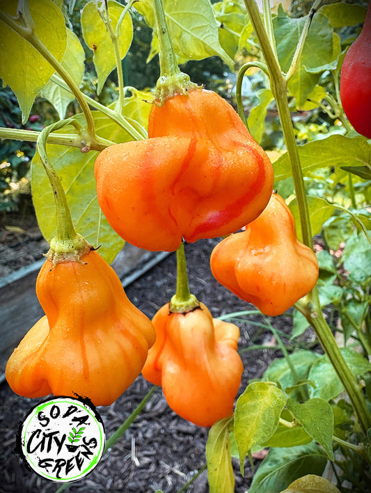 Zebrange Striped Sweet Pepper Seeds