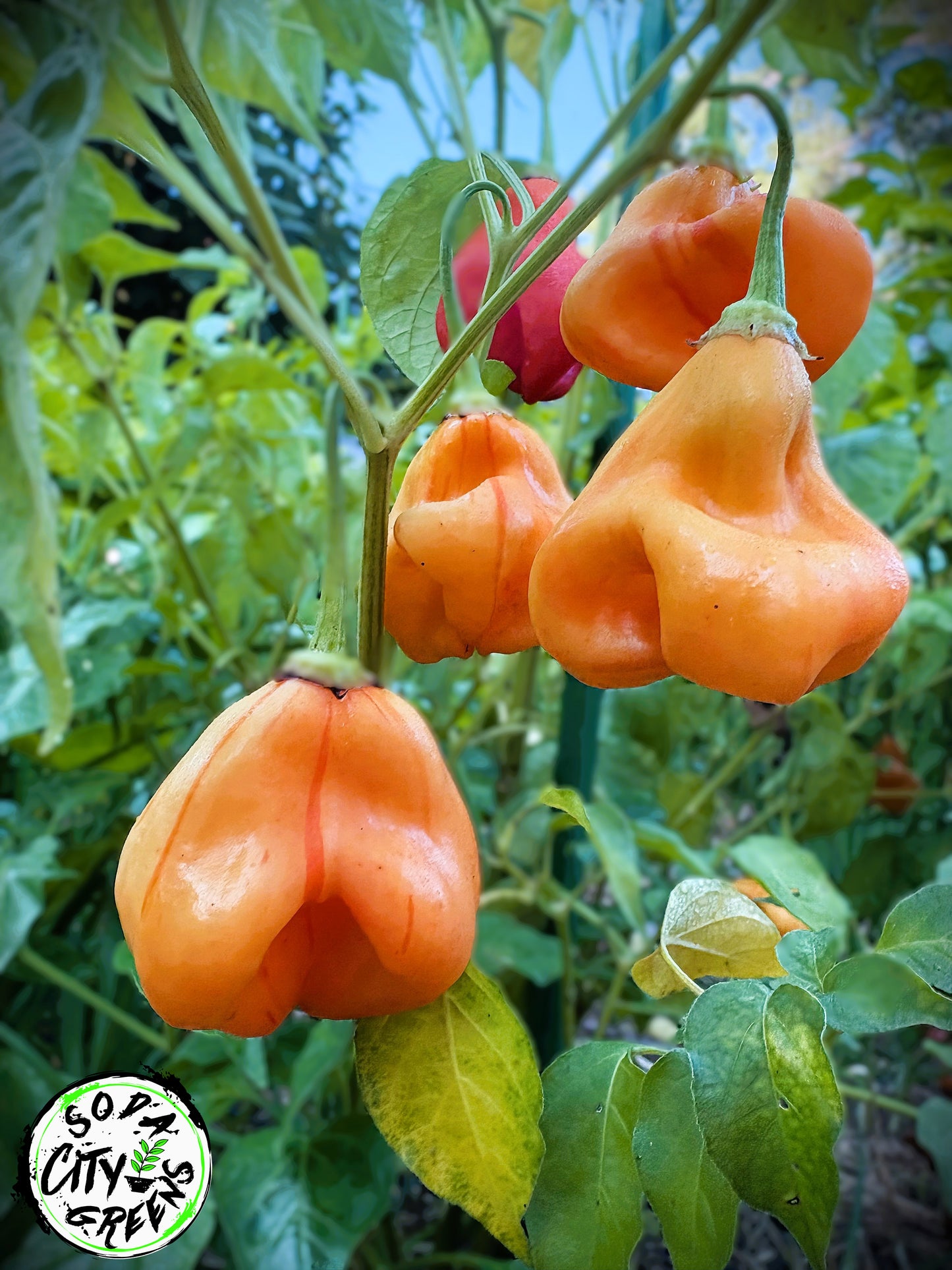 Zebrange Striped Sweet Pepper Seeds