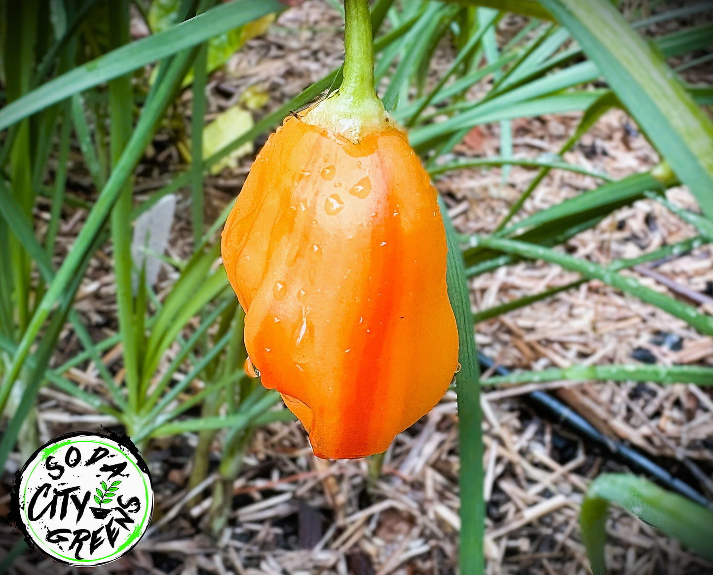 Sweet Heat Pepper Seed Variety Pack (You choose!)