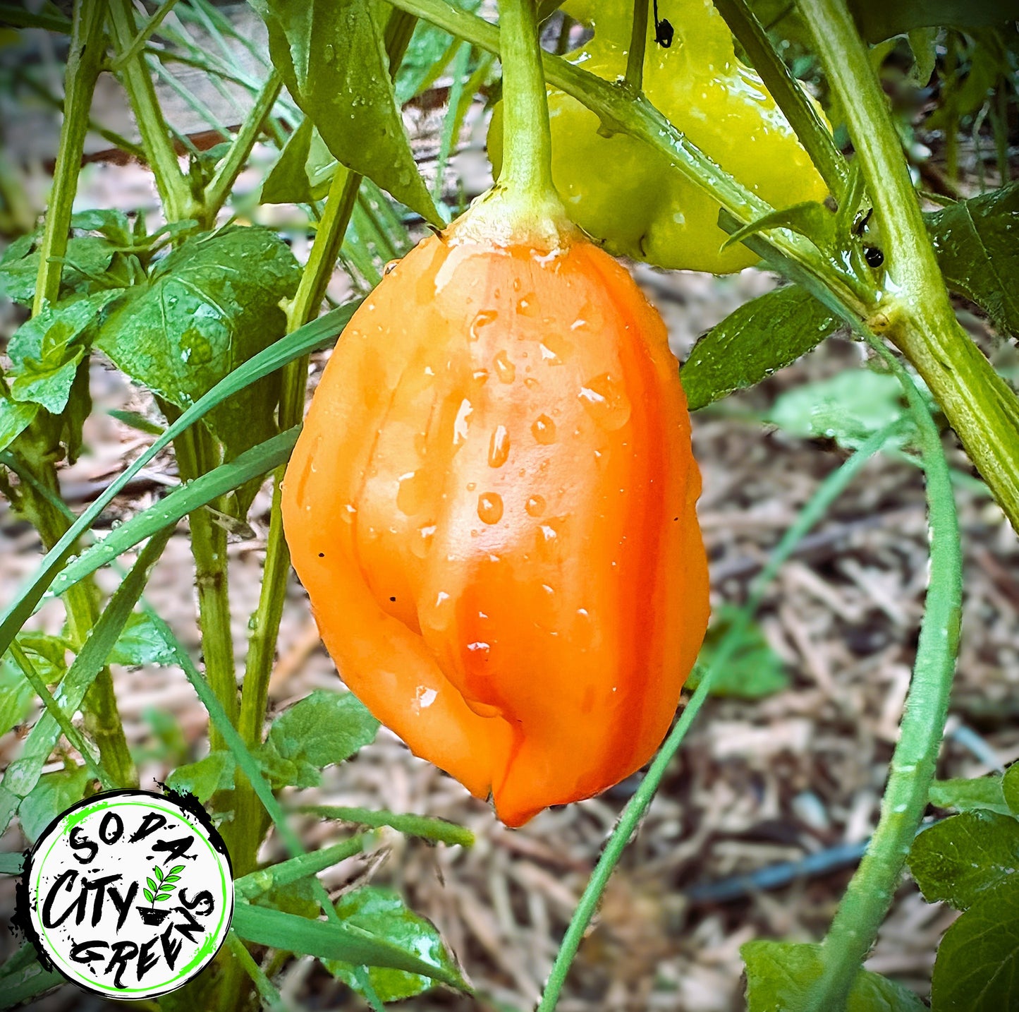 Zebrange Striped Sweet Pepper Seeds