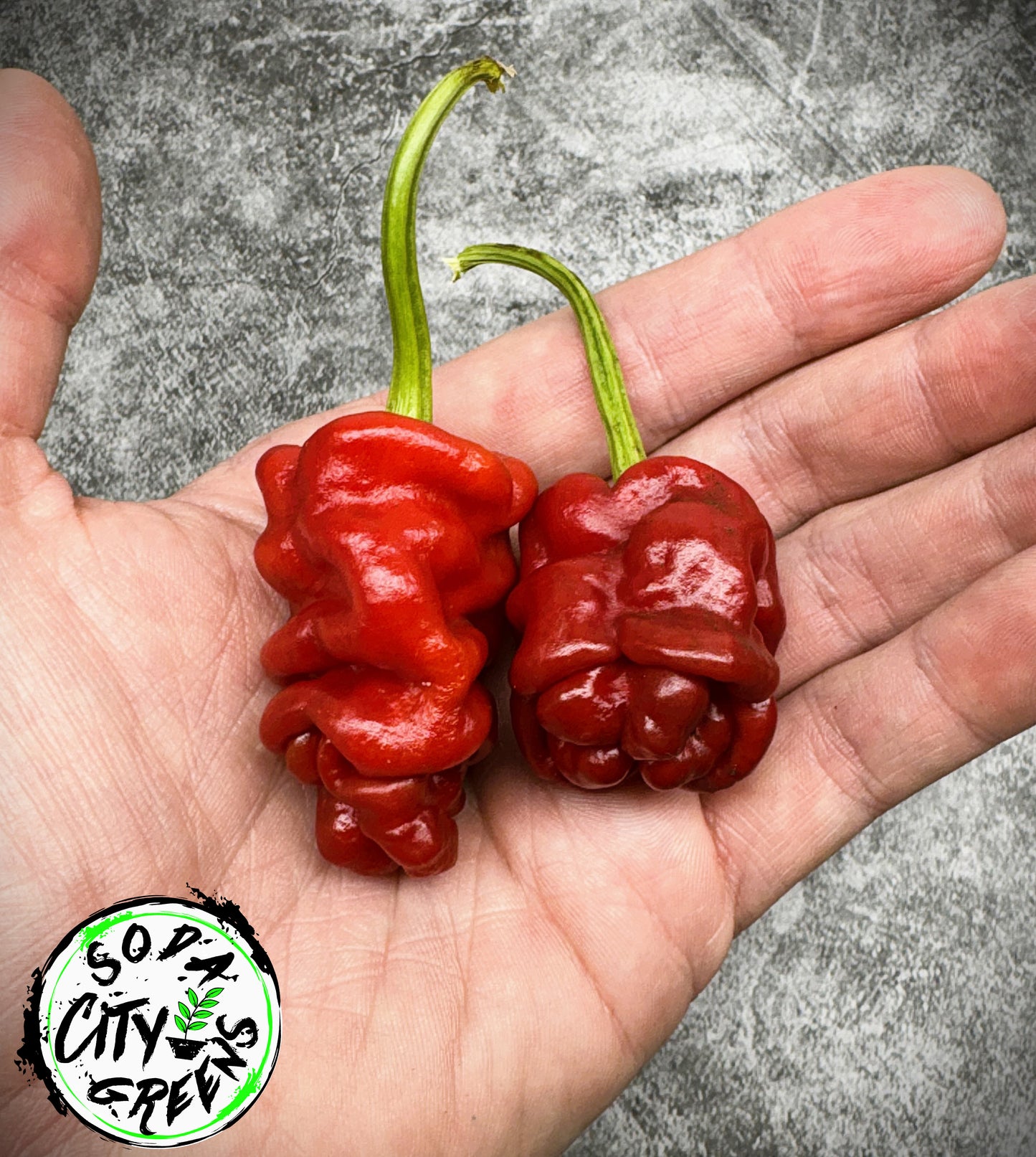 Sharpei (Zou Pi) Chinese Pepper Seeds