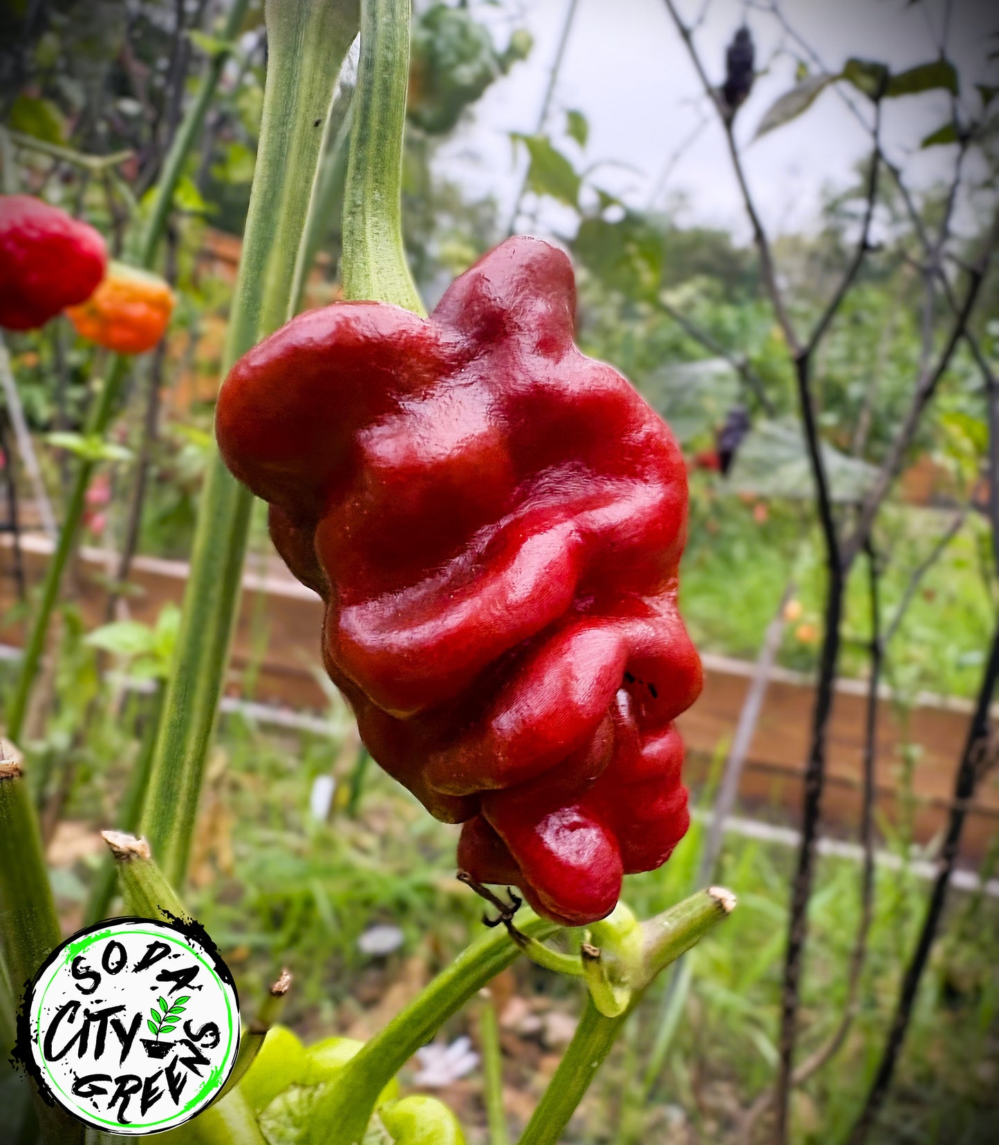 Sharpei (Zou Pi) Chinese Pepper Seeds