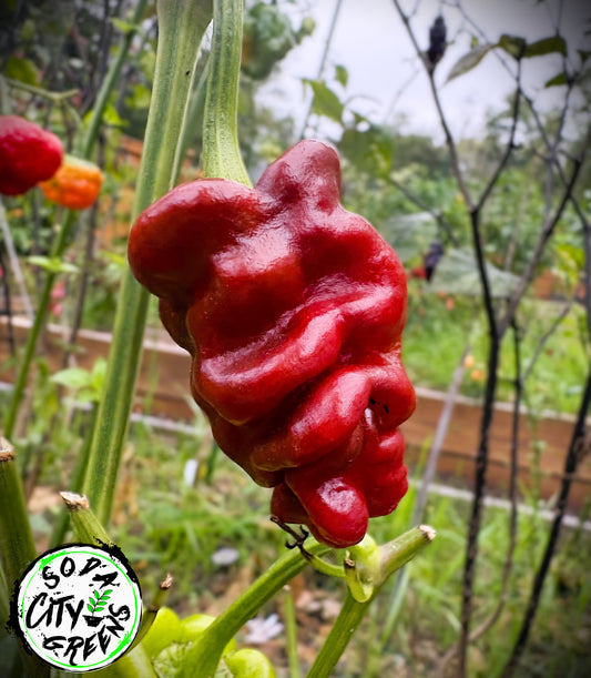 Sharpei (Zou Pi) Chinese Pepper Seeds