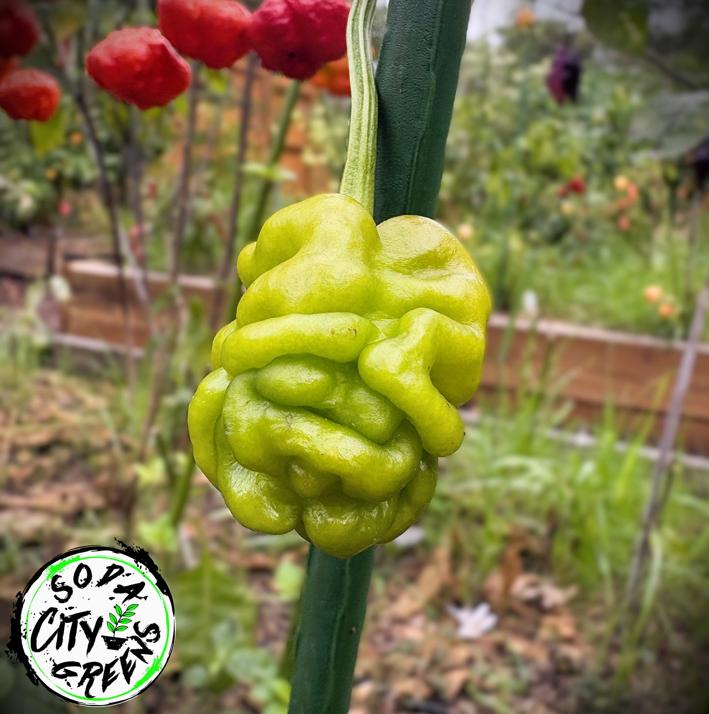 Sharpei (Zou Pi) Chinese Pepper Seeds