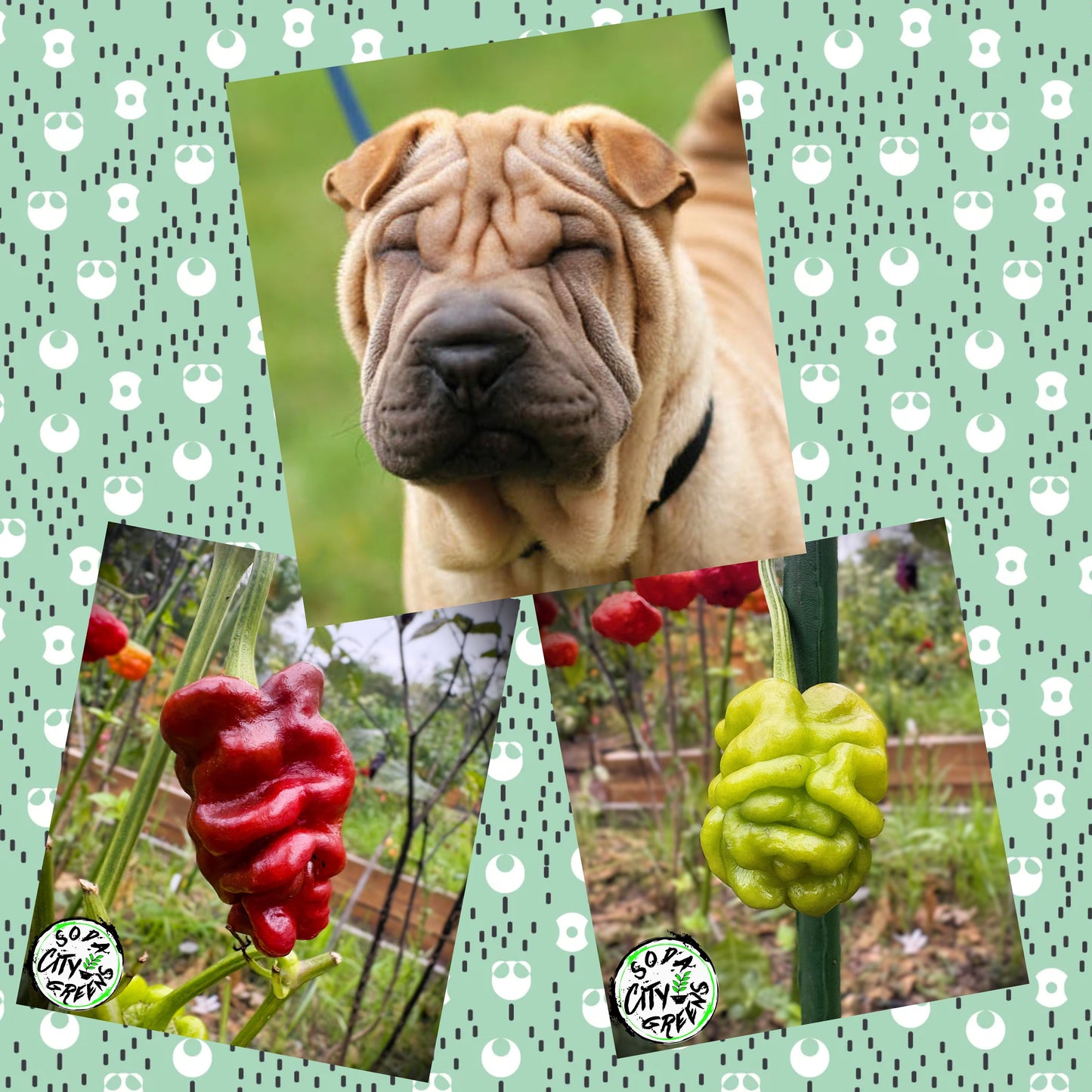 Sharpei (Zou Pi) Chinese Pepper Seeds