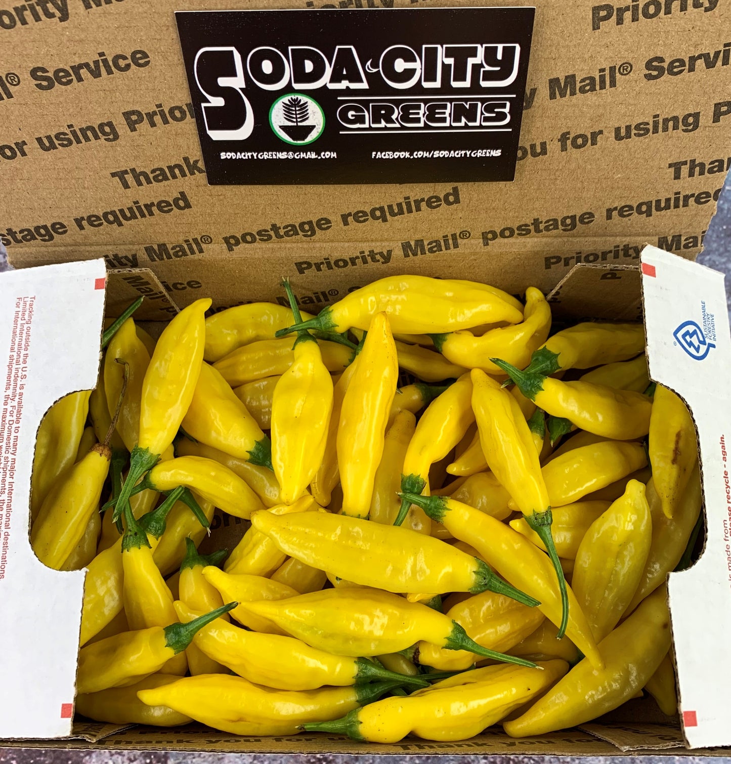 Fresh Pepper Boxes