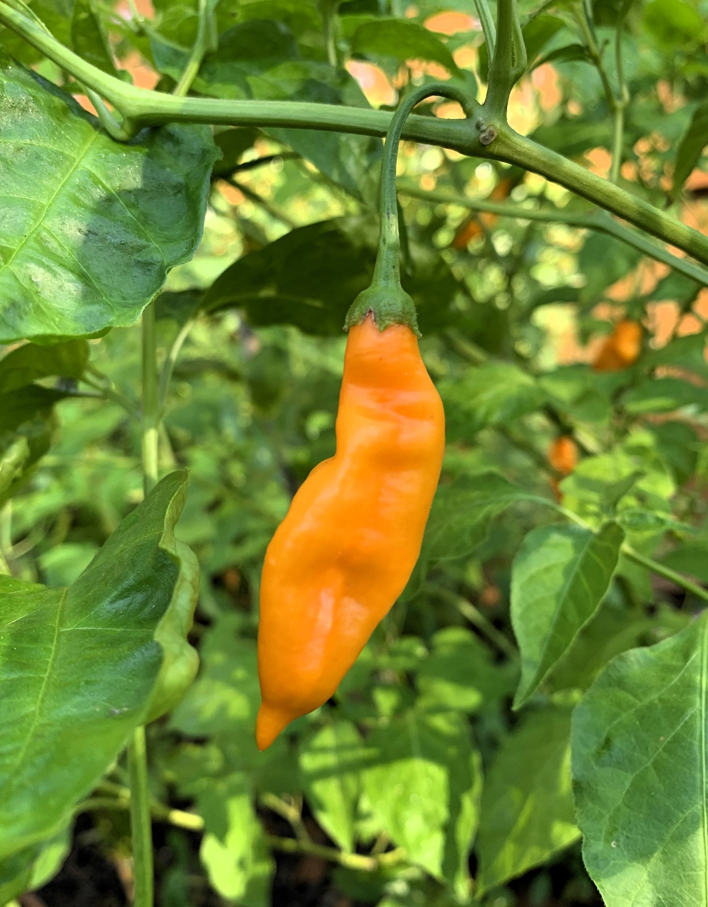 Aji Mango Pepper Seeds