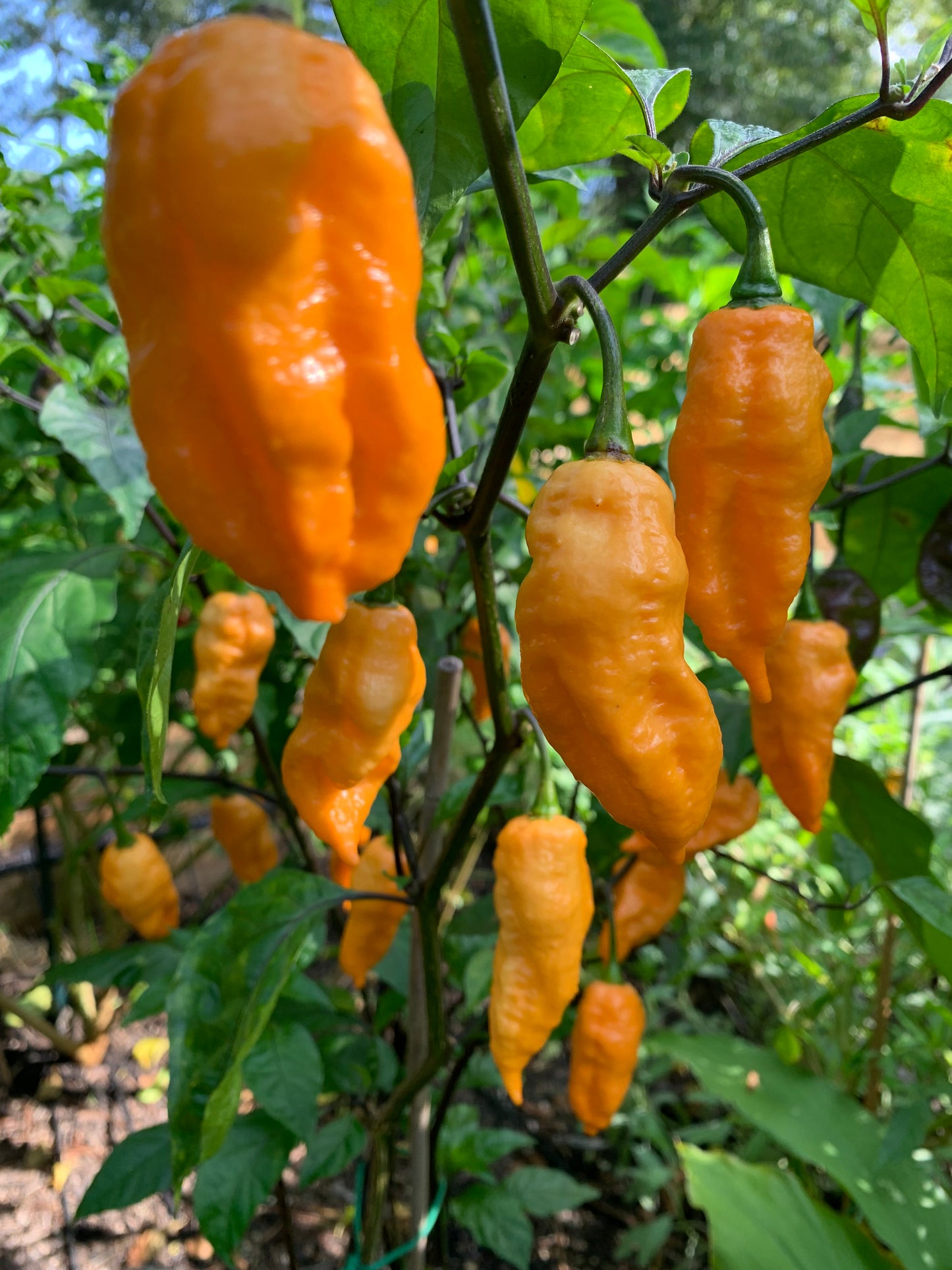 Andy's King BOC Pepper Seeds