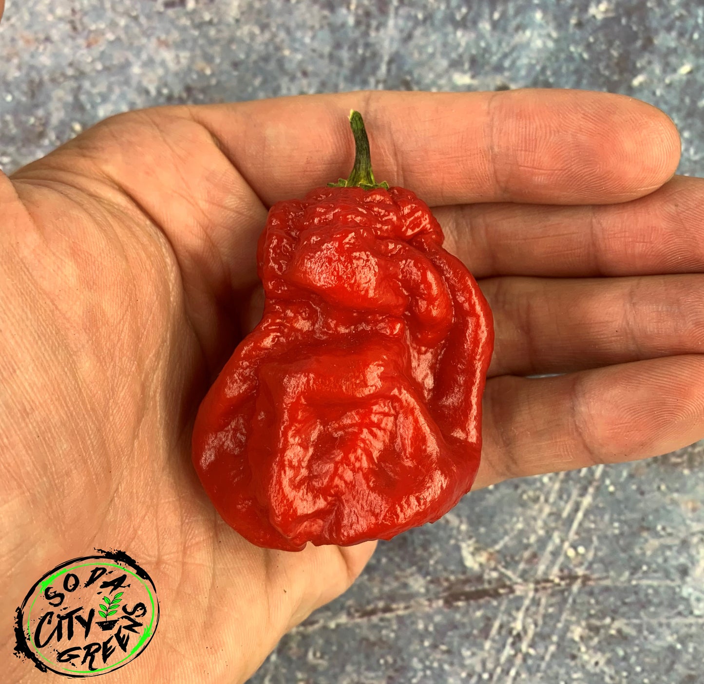Red Pepper Seed Variety Pack (You choose!)